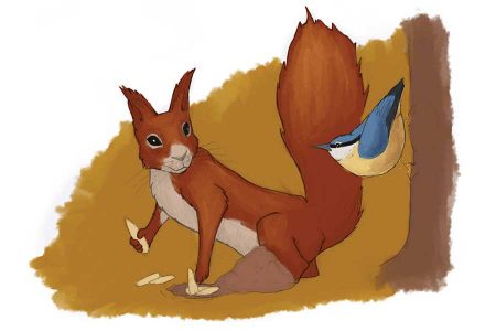 Márton – vörös mókus